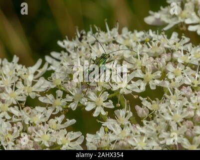 Männliche Geschwollen - thighed Käfer, Oedemera nobilis, in der Wildnis Garten, Norfolk Stockfoto