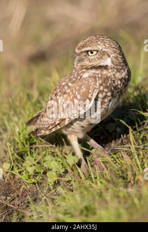 Grabende Eule bei Point Reyes National Seashore, Kalifornien Stockfoto