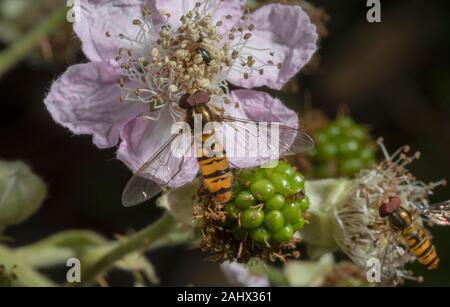 Marmelade Episyrphus balteatus Schwebfliegen, Fütterung auf Brombeere Blüte in wildlife Garten, Norfolk. Stockfoto