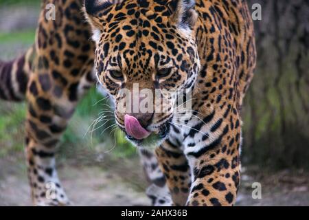 Ein Foto von einem Captive Jaguar im Zoo bei der Fütterung. Stockfoto