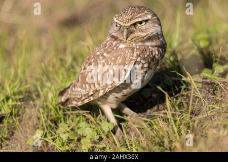 Grabende Eule bei Point Reyes National Seashore, Kalifornien Stockfoto