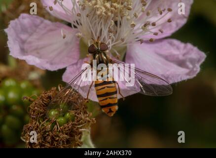 Marmelade Episyrphus balteatus Schwebfliegen, Fütterung auf Brombeere Blüte in wildlife Garten, Norfolk. Stockfoto