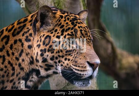 Ein Foto von einem Captive Jaguar im Zoo bei der Fütterung. Stockfoto