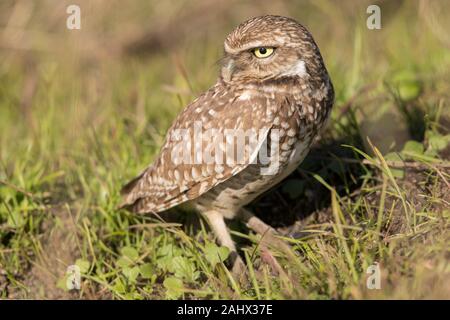 Grabende Eule bei Point Reyes National Seashore, Kalifornien Stockfoto