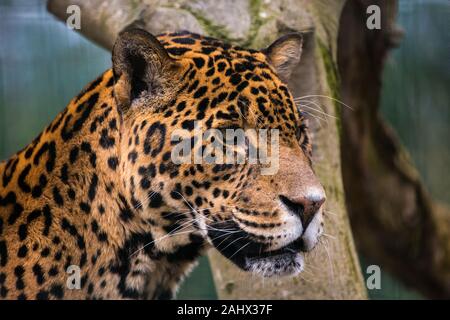 Ein Foto von einem Captive Jaguar im Zoo bei der Fütterung. Stockfoto