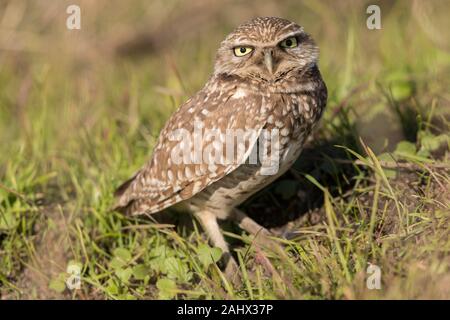 Grabende Eule bei Point Reyes National Seashore, Kalifornien Stockfoto