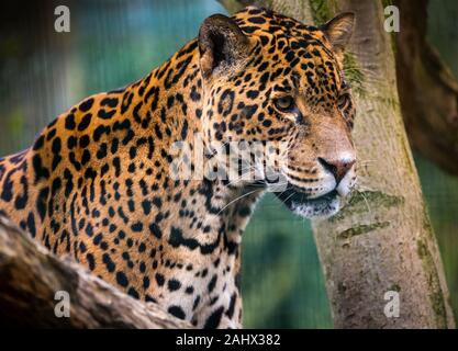 Ein Foto von einem Captive Jaguar im Zoo bei der Fütterung. Stockfoto