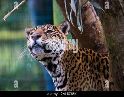 Ein Foto von einem Captive Jaguar im Zoo bei der Fütterung. Stockfoto