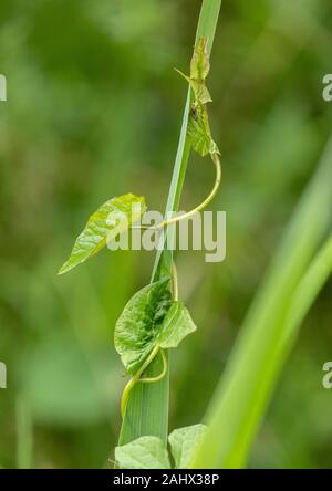 Twining Stämmen von Hedge bindweed, Calystegia sepium, bis Klettern Reed stammt, Suffolk. Stockfoto