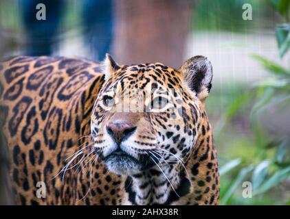 Ein Foto von einem Captive Jaguar im Zoo bei der Fütterung. Stockfoto