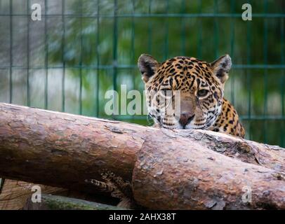 Ein Foto von einem Captive Jaguar im Zoo bei der Fütterung. Stockfoto