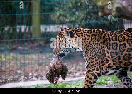 Ein Foto von einem Captive Jaguar im Zoo bei der Fütterung. Stockfoto