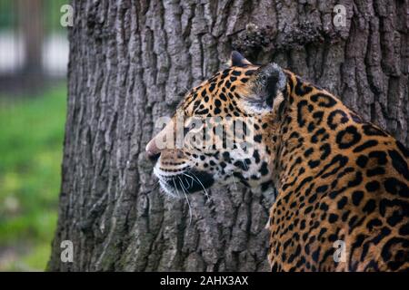 Ein Foto von einem Captive Jaguar im Zoo bei der Fütterung. Stockfoto