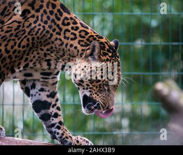 Ein Foto von einem Captive Jaguar im Zoo bei der Fütterung. Stockfoto