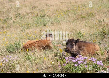 Bisonkälber (Bison Bison), die im Waterton Lakes National Park auf Präriegrasland mit violetten Wildblumen (wilde Bergamotte, Monarda fistulosa) schlafen Stockfoto