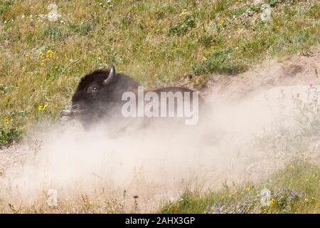 Bisons im Staubbad auf Präriegrasland im Waterton Lakes National Park, Kanada (Bison Bison) Stockfoto