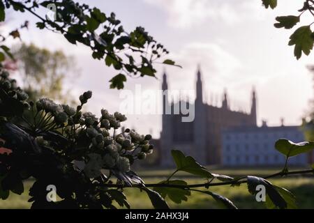 Eine Ansicht des Kings College der Universität Cambridge vom Rücken auf einem Frühling Morgen sonnig Stockfoto