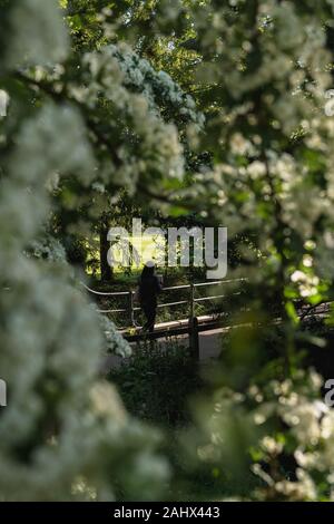 Figur, die an einem sonnigen Frühlingmorgen, der von Bäumen umgeben ist, eine grüne Straße in Cambridge England hinunter geht. Stockfoto