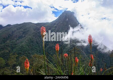 Wolken rollen in der cocora Tal, Salento, Kolumbien Stockfoto