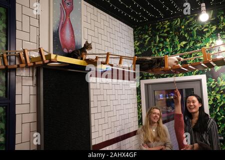 Drei Mädchen haben Spaß mit Katzen im KITTY-CAFÉ in Birmingham. Ort, an dem Besucher des Cafés mit Katzen spielen und interagieren können. Stockfoto