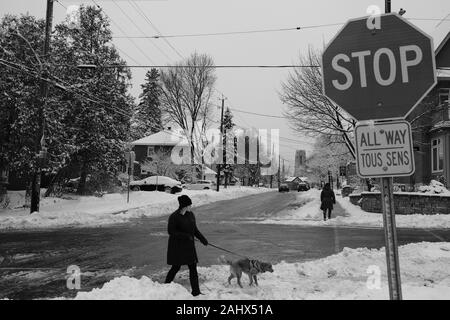 Schwarz & Weiß Schoß einer Frau und ihr Hund über eine sehr verschneiten Kreuzung in der Glebe, Ottawa, Ontario, Kanada. Stockfoto