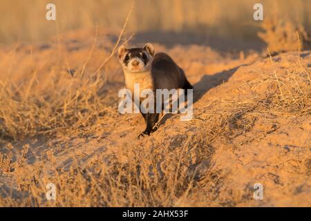 Wild Schwarz-füßiges Frettchen in Utah Stockfoto