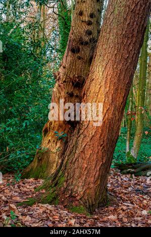 Porträtansicht von zwei roten Baumstämmen auf einer Lichtung in Ecclesall Woods, einem alten Wald in Sheffield, in der späten Nachmittagssonne im Winter Stockfoto