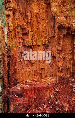 Nahaufnahme des verbleibenden Stumpfes eines toten Baumes, der das Innere der leuchtend orangefarbenen Rinde in Ecclesall Woods, einem alten Wald in Sheffield, zeigt. Stockfoto