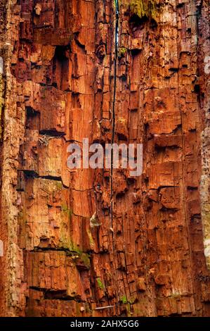 Nahaufnahme des verbleibenden Stumpfes eines toten Baumes, der das Innere der leuchtend orangefarbenen Rinde in Ecclesall Woods, einem alten Wald in Sheffield, zeigt Stockfoto