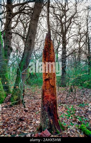 Verbliebener Stumpf eines toten Baumes, der das Innere der leuchtend orangefarbenen Rinde in Ecclesall Woods, einem alten Waldgebiet in Sheffield, zeigt. Stockfoto