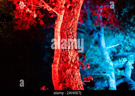 Zauberwald von Licht - hell beleuchteten Baum in einem Park Stockfoto