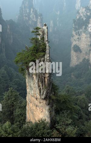 Säule aus Quarzsandstein mit immergrünen Bäumen oben, Nationalpark Zhanajie, Provinz Hunnan, China Stockfoto