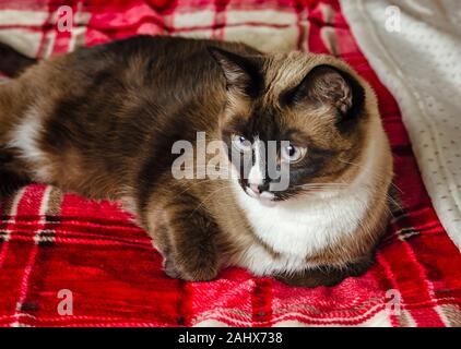 Twinkie ist eine fuenf Jahre alte siamesische Katze, legt auf ein Rotes Plaid Decke, Dez. 29, 2019, Coden, Alabama. Stockfoto