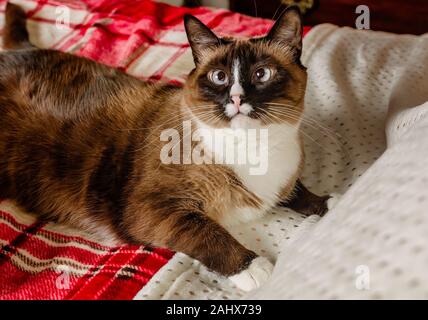 Twinkie ist eine fuenf Jahre alte siamesische Katze, legt auf ein Rotes Plaid Decke, Dez. 29, 2019, Coden, Alabama. Stockfoto