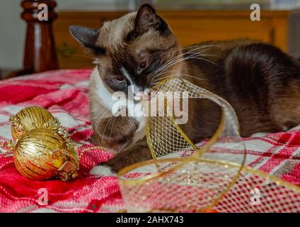 Twinkie ist eine fuenf Jahre alte siamesische Katze, Kaut auf Gold Weihnachten Ribbon, Dez. 29, 2019, Coden, Alabama. Stockfoto