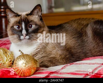 Twinkie ist eine fuenf Jahre alte siamesische Katze, legt auf ein Rotes Plaid Decke mit Gold Weihnachtsornamente, Dez. 29, 2019, Coden, Alabama. Stockfoto