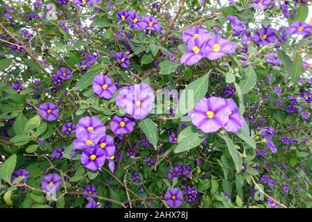 Blühender Kartoffelbaum (Lycianthes rantonnetii), Enzianstrauch, Kartoffelblume, Kyrenia/Girne, Türkiusche Republik Nordzypern Stockfoto