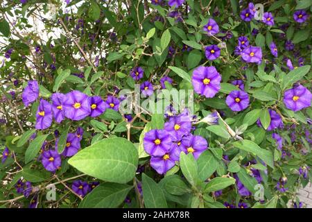 Blühender Kartoffelbaum (Lycianthes rantonnetii), Enzianstrauch, Kartoffelblume, Kyrenia/Girne, Türkiusche Republik Nordzypern Stockfoto