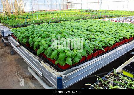 Junge Basilikum Pflanzen wachsen auf ein Gewächshaus Tabelle Stockfoto