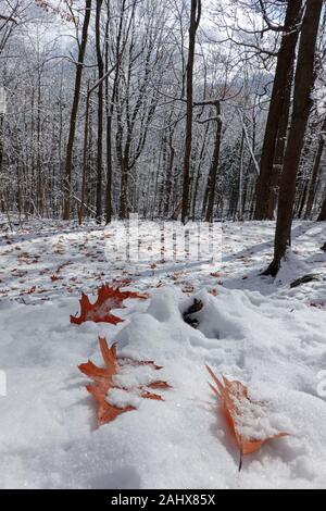 Teilweise schneebedeckte Eichenblätter Stockfoto