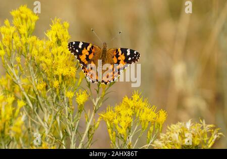 Ein Monarch Butterfly genießt die süßen Pollen von schönen gelben Wildblumen in einer Bergwiese. Stockfoto