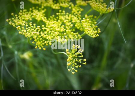 Makro-ansicht dill Unkraut, Blumen wachsen auf dolden Stockfoto