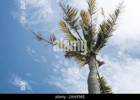 Kokosnuss Baum mit blauen Himmel und Wolken im Hintergrund Stockfoto