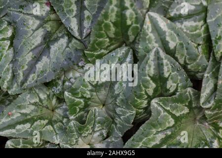 Blätter eines Cyclamen Hederifolium - Efeu-leaved Cyclamenkultur im Winter in Eugene, Oregon, USA. Stockfoto