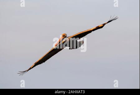 Braunpelikan (Pelecanus occidentalis) über den Ozean in den roten Sonnenuntergang Sonnenlicht, Galveston, Texas, USA Stockfoto