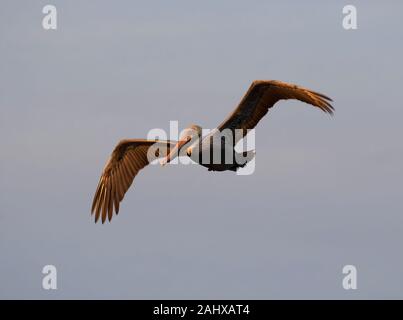 Braunpelikan (Pelecanus occidentalis) über den Ozean in den roten Sonnenuntergang Sonnenlicht, Galveston, Texas, USA Stockfoto