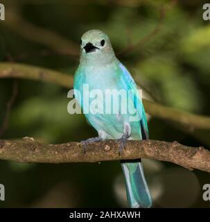Die blau-graue Tanager (Thraupis episcopus) auf dem Zweig gehockt Stockfoto