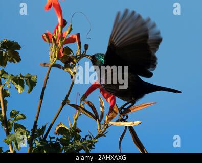 Die Palästina sunbird (Cinnyris osea), männlich, Fütterung auf Blumen im Park's Beer Sheva, Israel Stockfoto