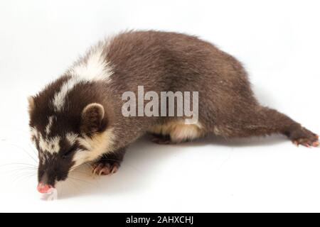 Der javan Frettchen-Dachs (Melogale orientalis) ist eine mustelid endemisch auf Java und Bali, Indonesien. auf weißem Hintergrund Stockfoto