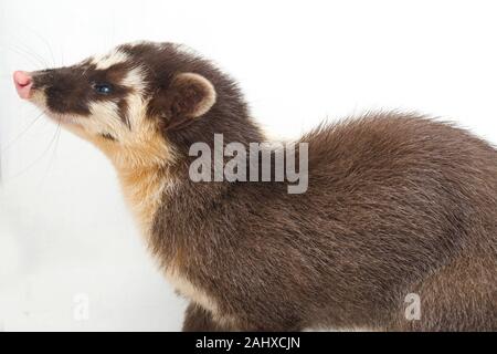 Der javan Frettchen-Dachs (Melogale orientalis) ist eine mustelid endemisch auf Java und Bali, Indonesien. auf weißem Hintergrund Stockfoto